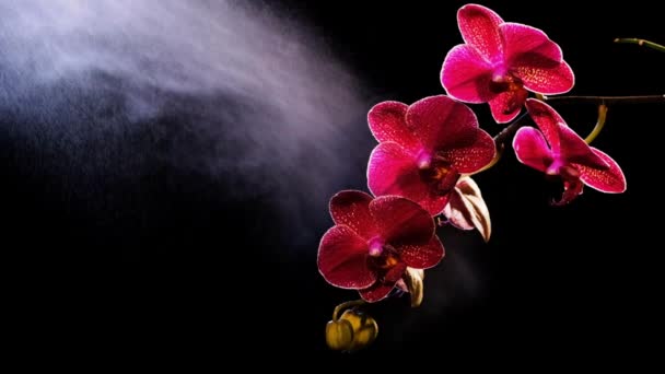 Beautiful red orchid on black — Stock Video