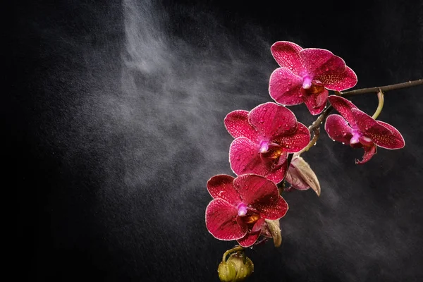 Beautiful red orchid flowers and spray of water on a black background