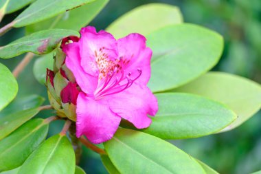 Güzel çiçekli rhododendron