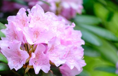 Güzel çiçekli rhododendron
