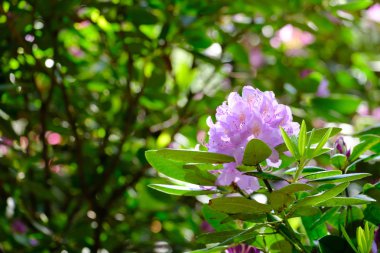 Güzel çiçekli rhododendron