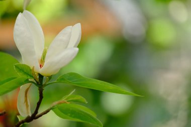 Yeşil arka planda güzel beyaz manolya