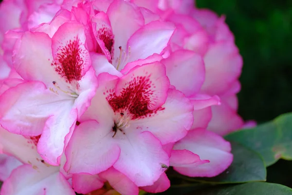 Прекрасный цветущий рододендрон — стоковое фото