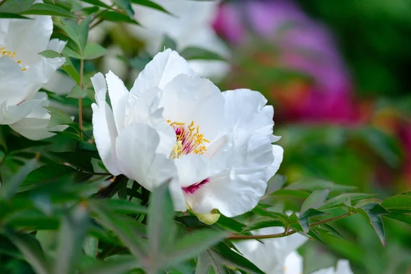 Büyük çiçek açan beyaz şakayık 