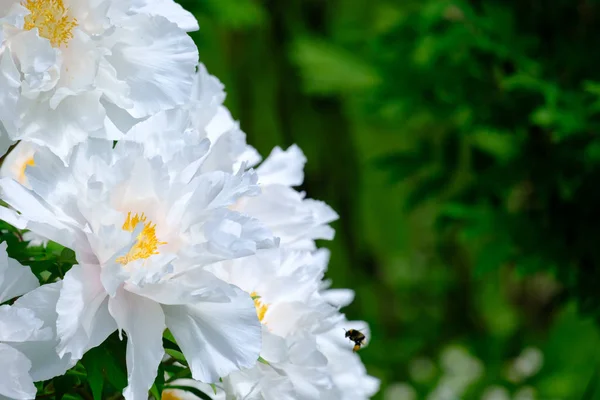 Gran peonía blanca floreciente — Foto de Stock