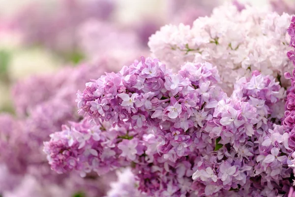 Ramo di lilla fiorita — Foto Stock