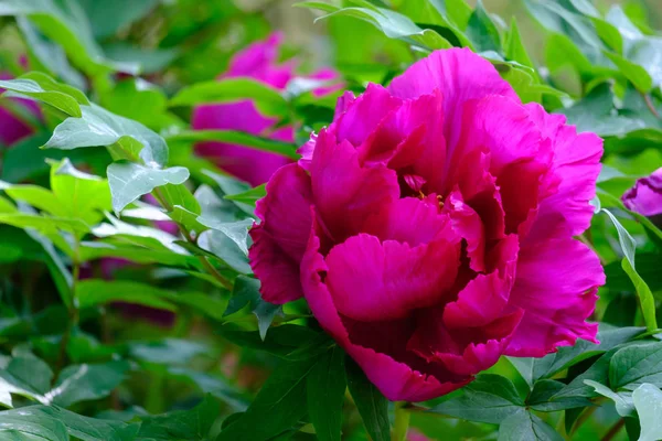 Peônia roxa grande florescendo — Fotografia de Stock