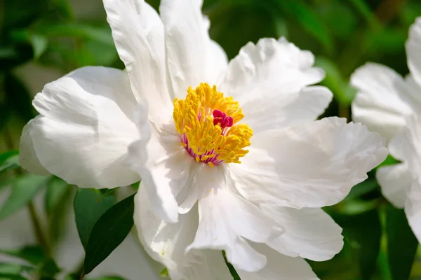 Gran peonía blanca floreciente — Foto de Stock