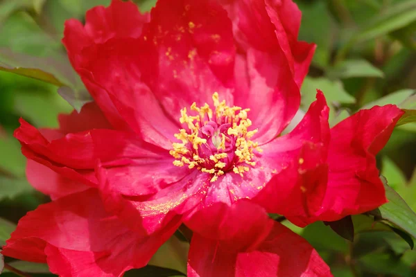 Big blooming red peony — Stock Photo, Image