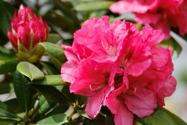 Güzel çiçekli rhododendron