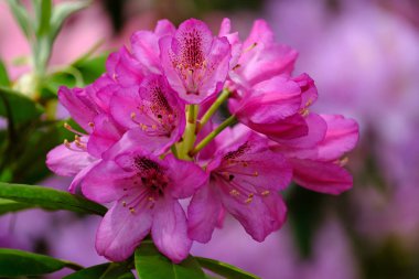 Güzel çiçekli rhododendron