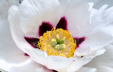 Büyük çiçek açan beyaz şakayık 