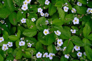 Çilek çiçekleri ve yeşil yapraklar