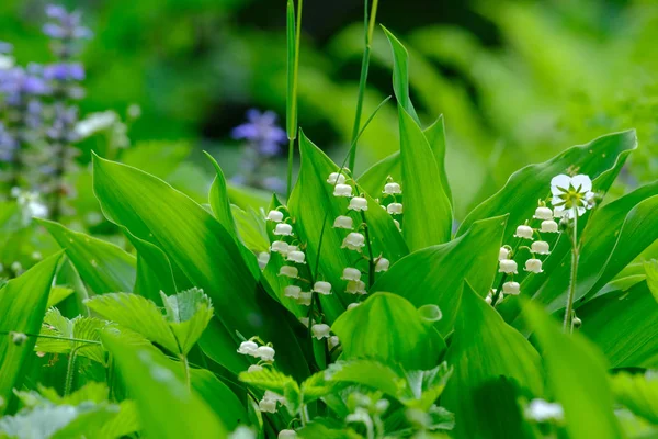 Blooming lilies of the valley — Stock Photo, Image