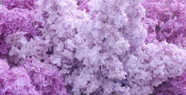 Branch of blossoming lilac — Stock Photo, Image