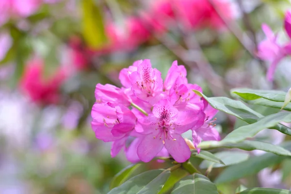 Schön blühender Rhododendron — Stockfoto