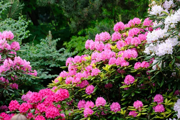 Beautiful flowering rhododendron — Stock Photo, Image