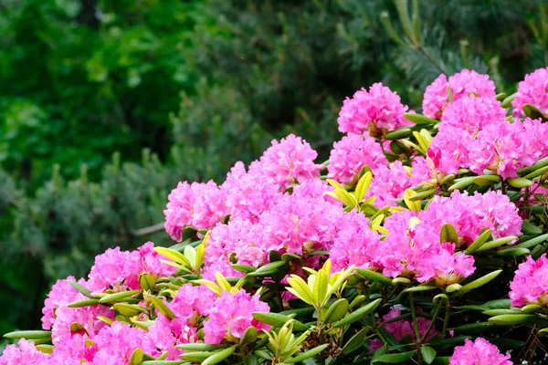 Piękny kwitnące rododendron — Zdjęcie stockowe