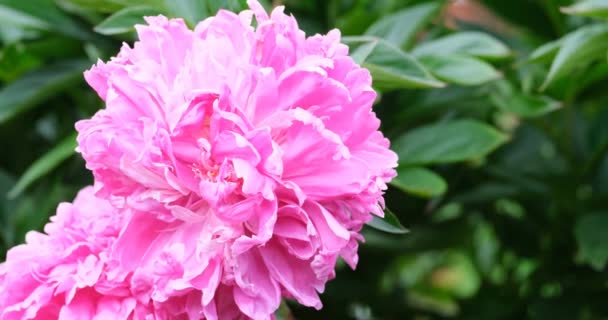 Big blooming pink peony — Stock Video