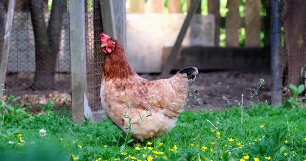 잔디에 아름 다운 갈색 닭 — 비디오
