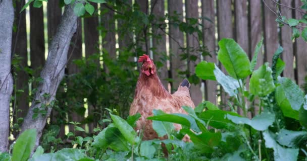 Hermoso pollo marrón en la hierba — Vídeo de stock