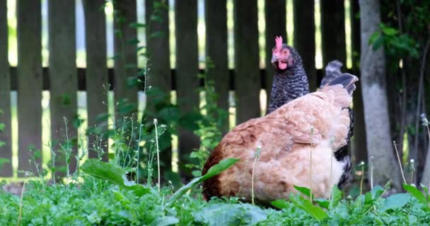 Beautiful brown chicken in the grass — Stock Video