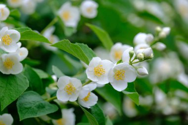 Bir dalüzerinde çiçek açan yasemin çiçekleri