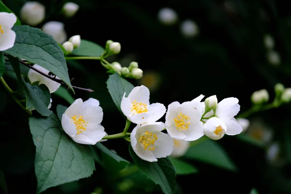 Blooming jasmine flowers on a branch — Stock Photo, Image