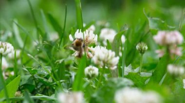 Yabanarısı bir çiçekten nektar toplar.