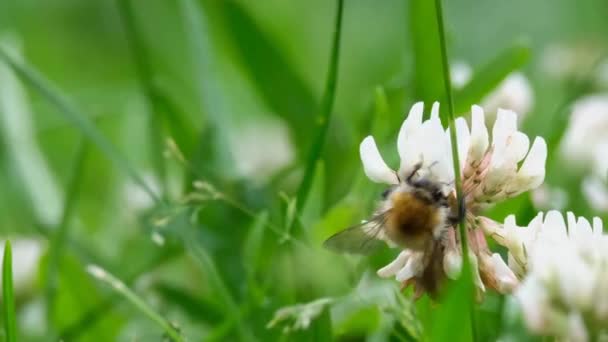 Abejorro recoge néctar de una flor — Vídeos de Stock