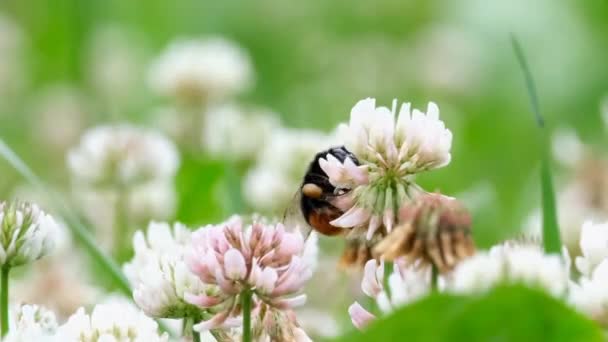 Il calabrone raccoglie il nettare da un fiore — Video Stock