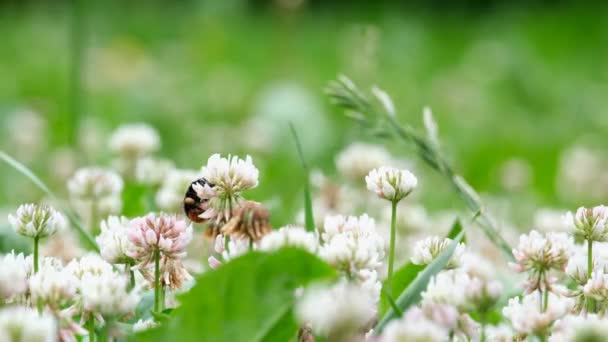 Η μέλισσα συλλέγει νέκταρ από ένα λουλούδι — Αρχείο Βίντεο