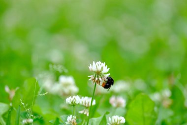 Yabanarısı bir çiçekten nektar toplar.
