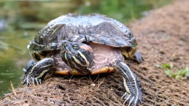 Tortuga en la orilla — Vídeo de stock