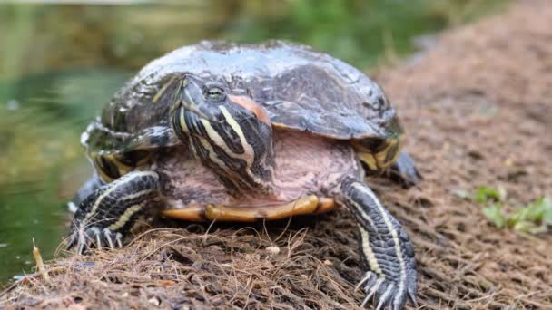 Черепаха на берегу — стоковое видео