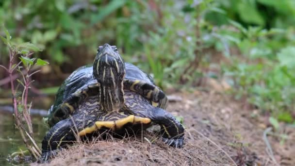 Kleine Wasserschildkröte Ufer Des Teiches Video Schildkröte Auf Verschwommenem Hintergrund — Stockvideo