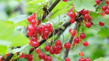 Olgun kırmızı frenk üzümü 