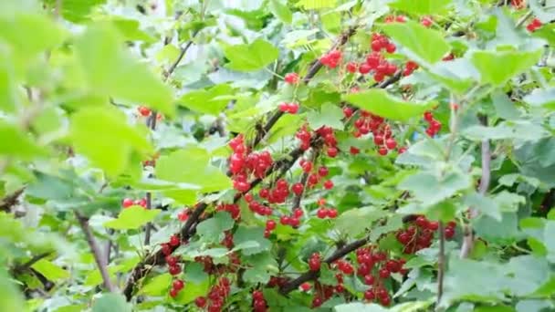 Спелые красносмородиновые ягоды — стоковое видео