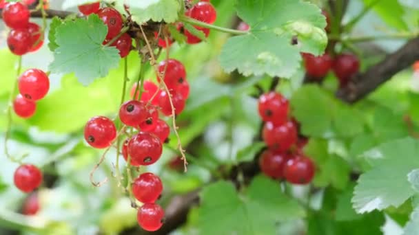 Стиглі ягоди червоної смородини — стокове відео