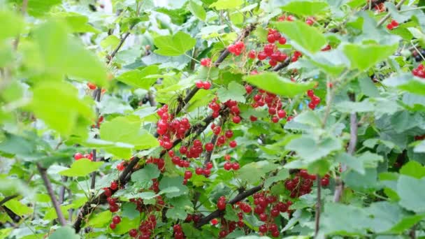 Reife rote Johannisbeeren — Stockvideo