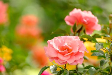 Güzel pembe güller