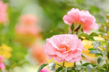 Güzel pembe güller