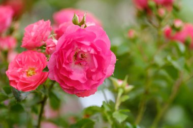 Güzel pembe güller