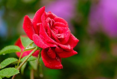 güzel kırmızı gül