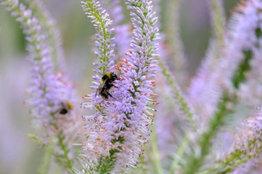 Yabanarısı bir çiçekten nektar toplar.