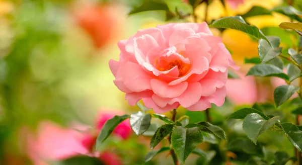 Rosa rosa hermosa — Foto de Stock