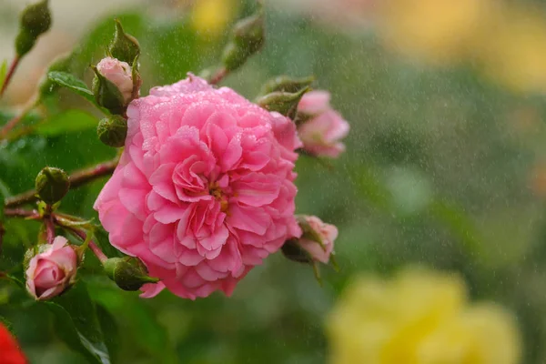 Schöne rosa Rose — Stockfoto