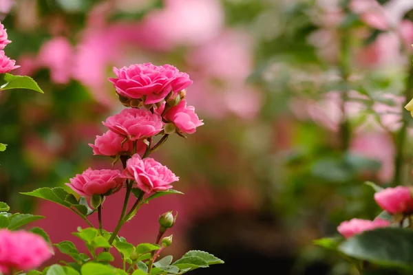 Hermosas rosas rosadas — Foto de Stock