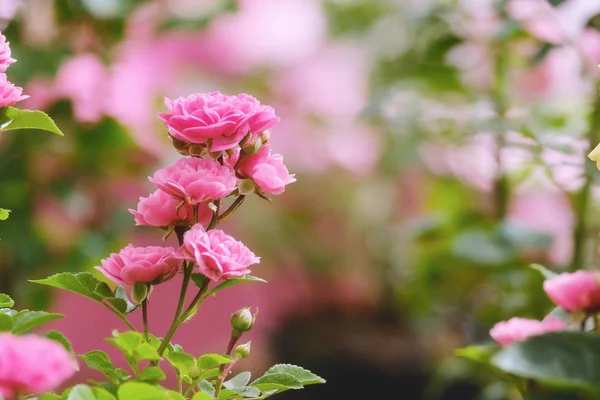 Schöne rosa Rosen — Stockfoto