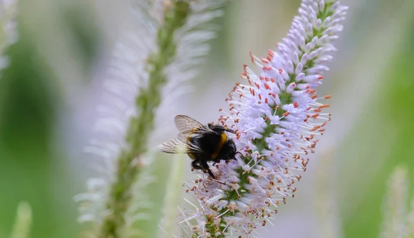 Bumblebee collects nectar from a flower — Stock Photo, Image